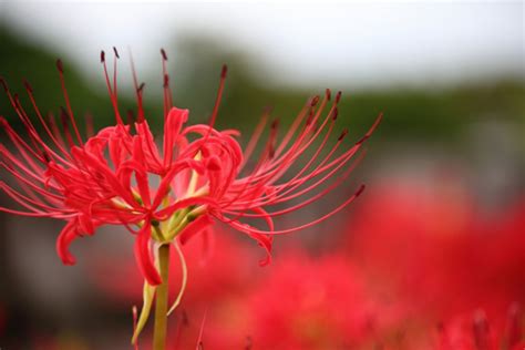 彼岸花 日文|彼岸花（ヒガンバナ）ってどんな花？別名や赤・黄色。